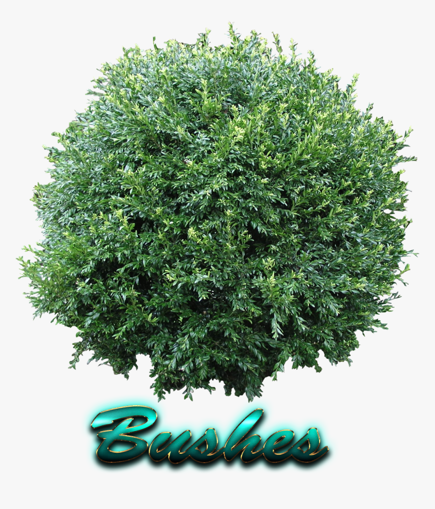 Bushes Free Png Image, Transparent Png
