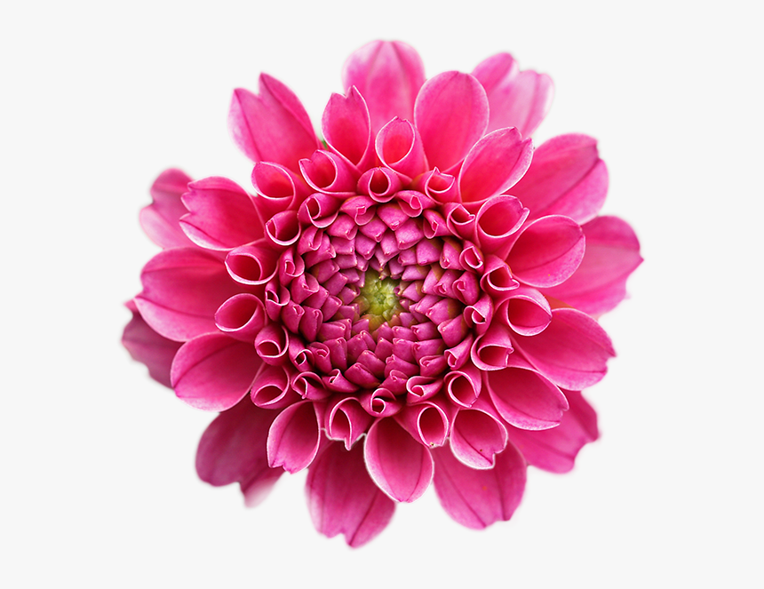 Fuchsia Flower Png, Transparent Png