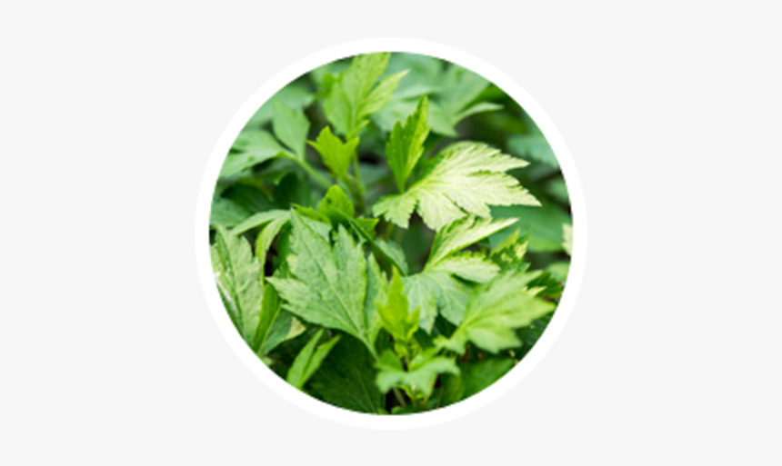 Weed Leaf Png, Transparent Png