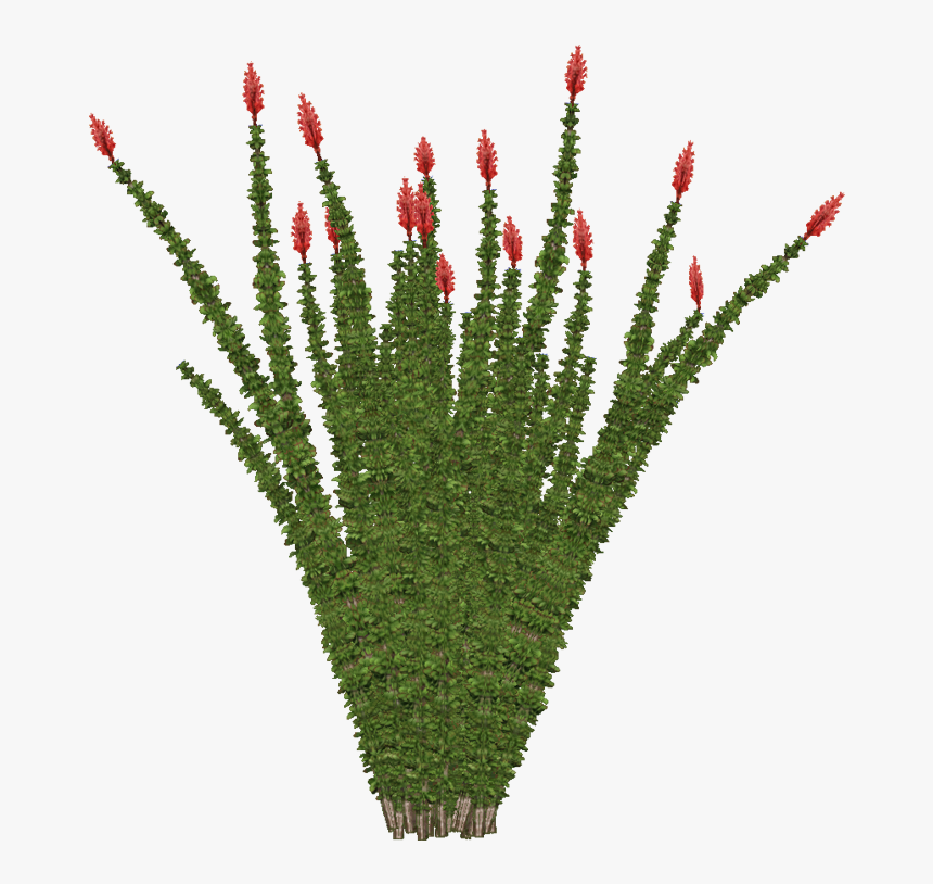 Transparent Desert Bushes Png, Png Download