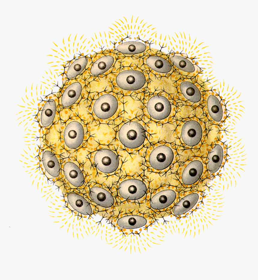 Barbed Wire Png, Transparent Png