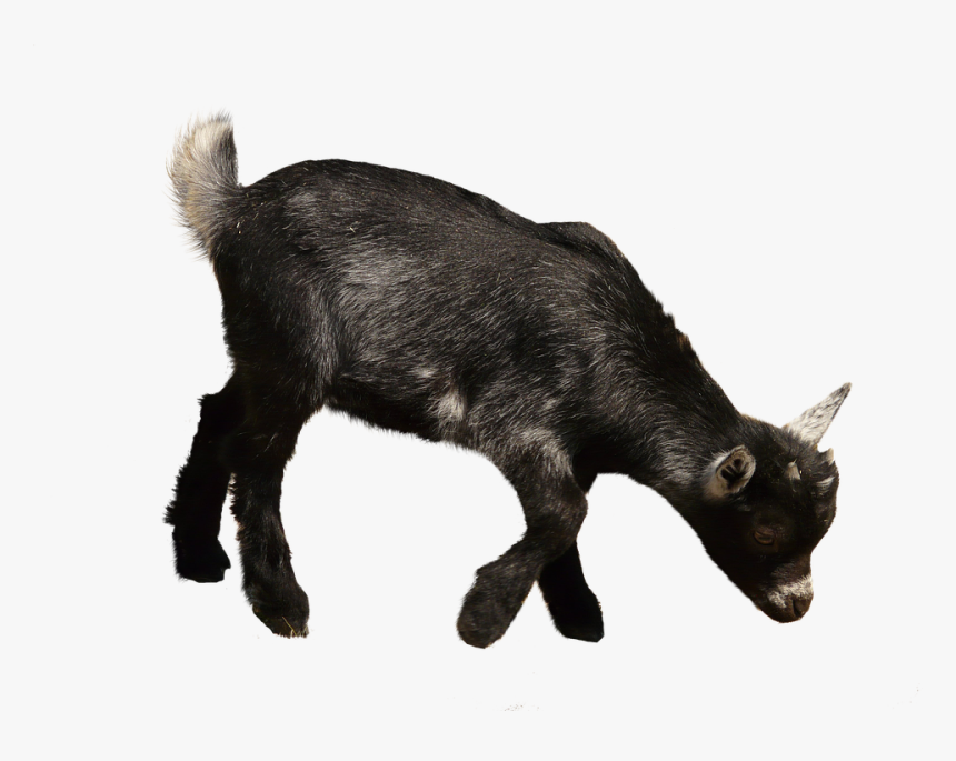 Goat Png, Transparent Png