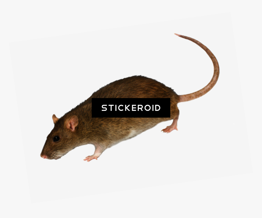 Marsh Rice Rat , Png Download, Transparent Png