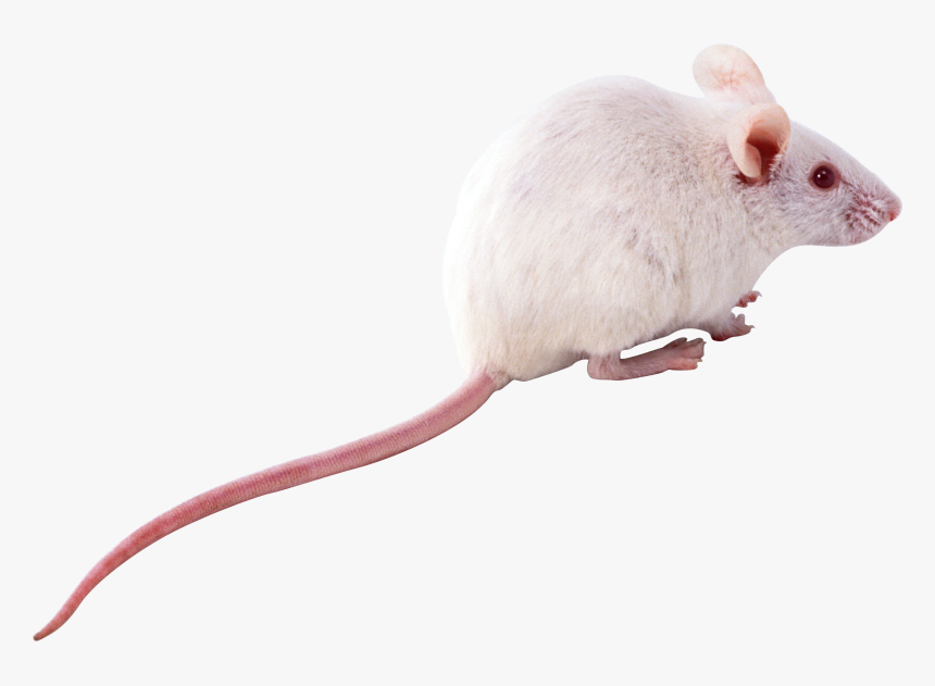 Mouse, Rat Png Image, Transparent Png