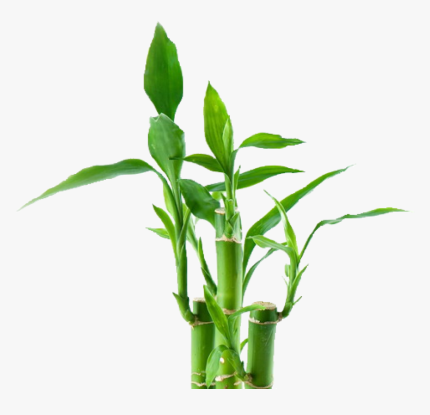 Bamboo Png, Transparent Png