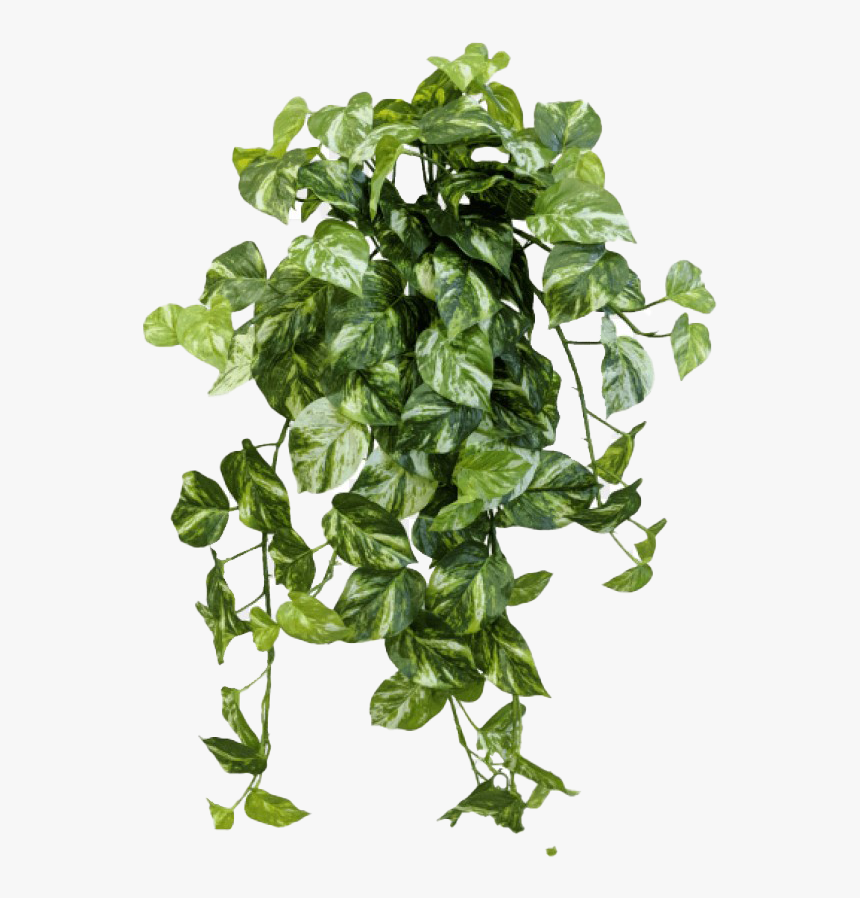 Ivy Png Transparent, Png Download