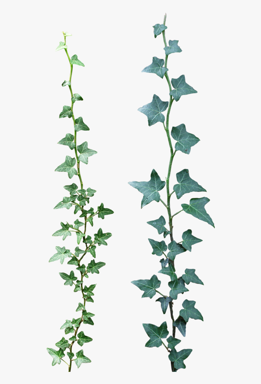 Ivy Drawing Rose, HD Png Download