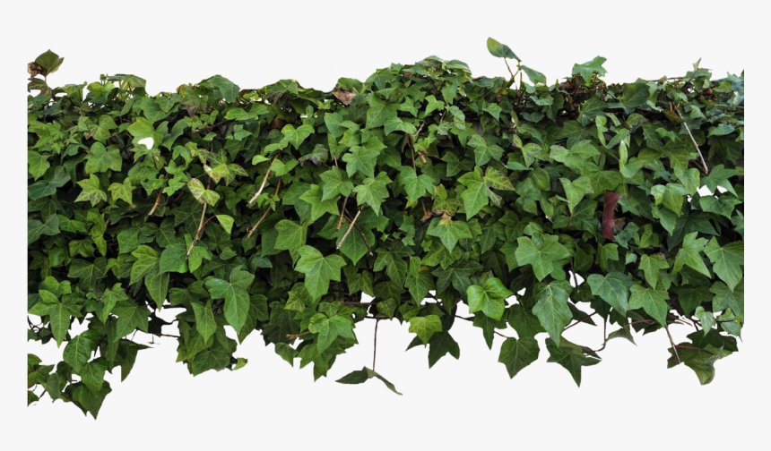 Ivy Transparent Png Clipart , Png Download, Png Download
