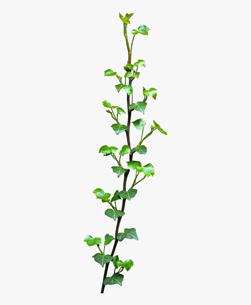 Ivy Png, Transparent Png