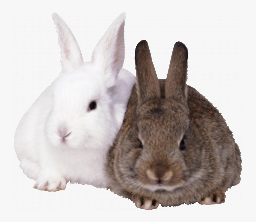 Download And Use Rabbit Png Icon, Transparent Png