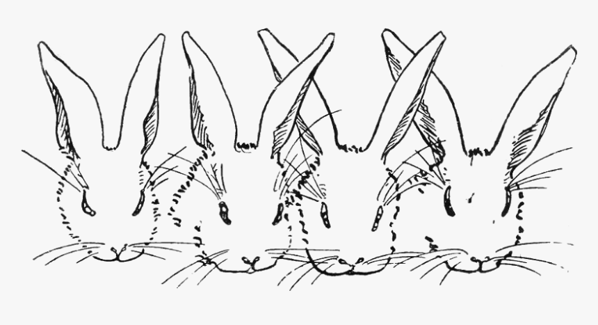 Peter Rabbit Albert 09, HD Png Download