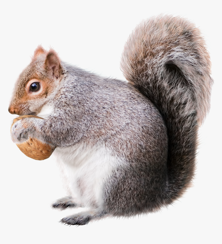 Squirrel Christmas Decoration Rodent Drawing, HD Png Download
