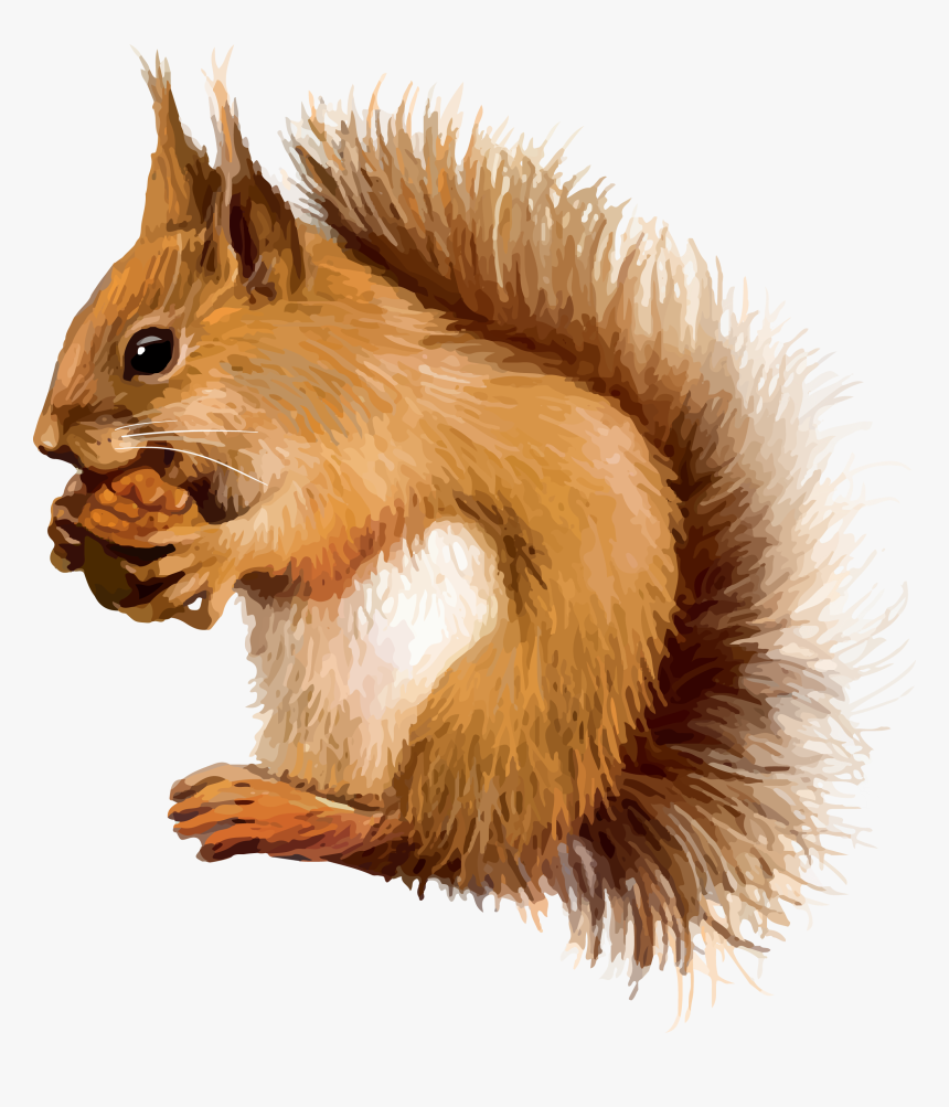 Red Squirrel Clip Art, HD Png Download