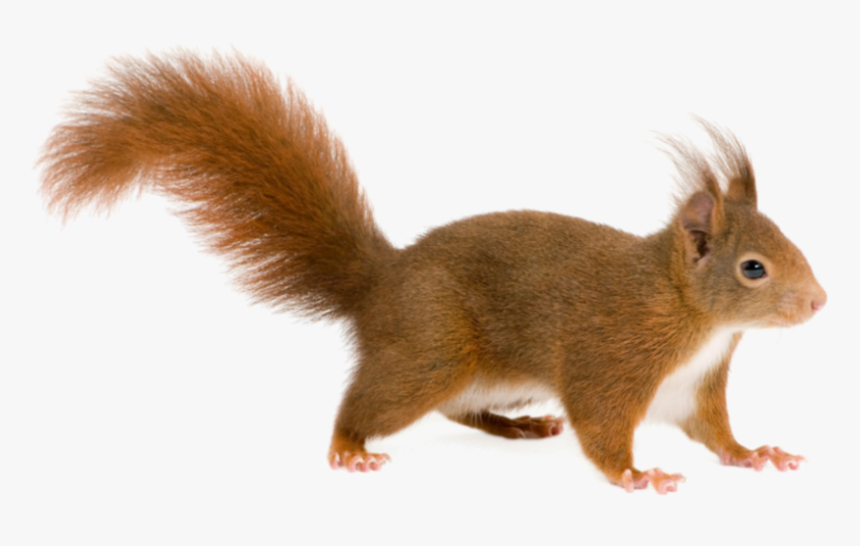 Squirrel Png , Png Download, Transparent Png