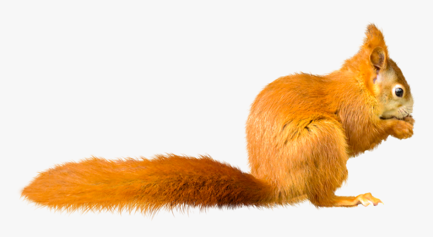 Squirrel Png, Transparent Png