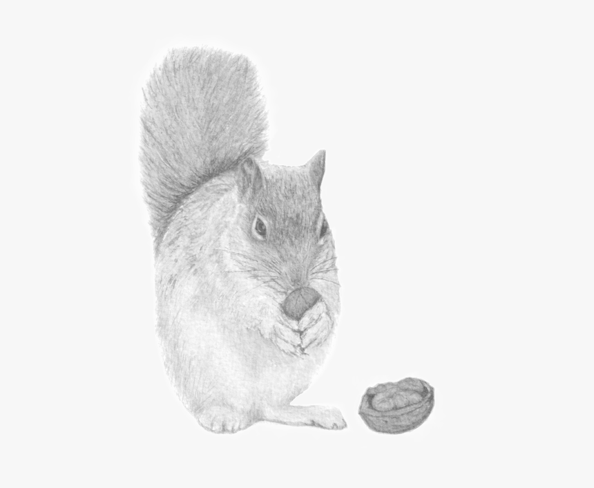 Peekaboo, The Nutty Squirrel, HD Png Download