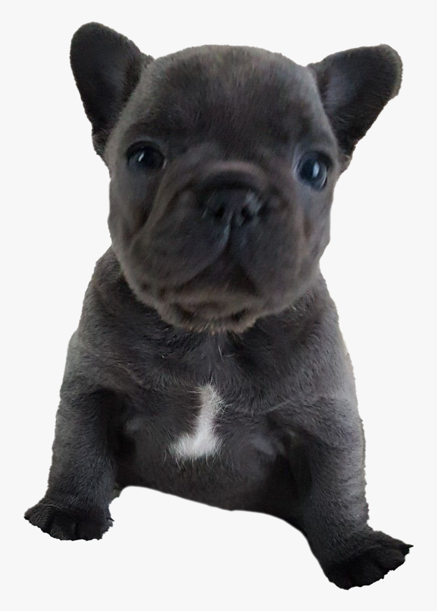 French Bulldog Puppy Png Free Download, Transparent Png