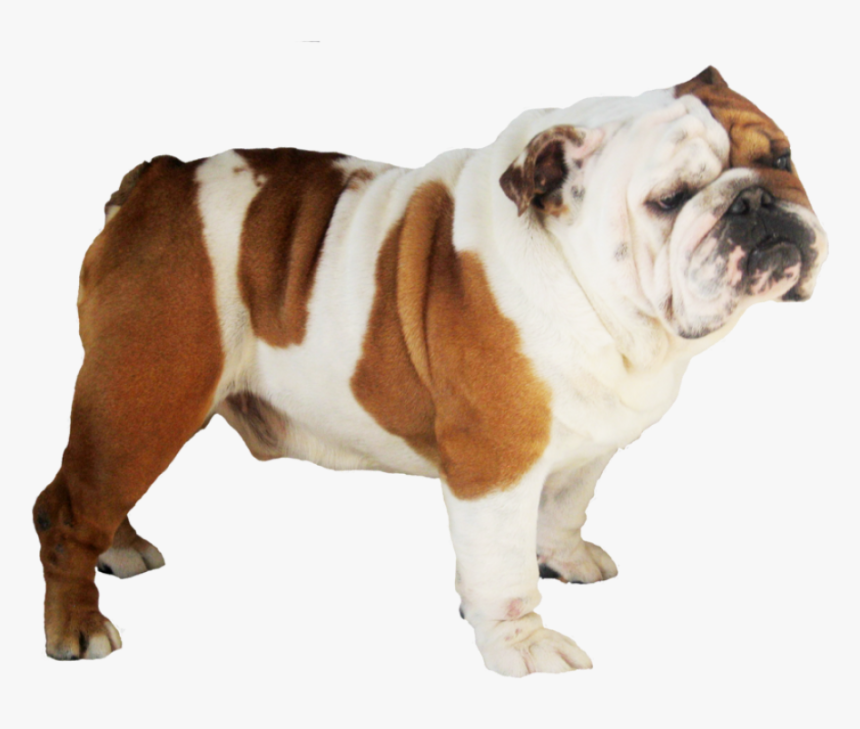 Bulldog Png Image, Transparent Png