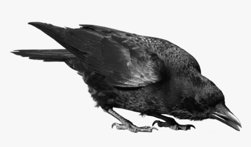 Crow Png, Transparent Png