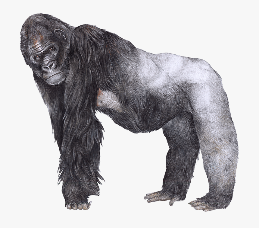 Gorilla Png, Transparent Png