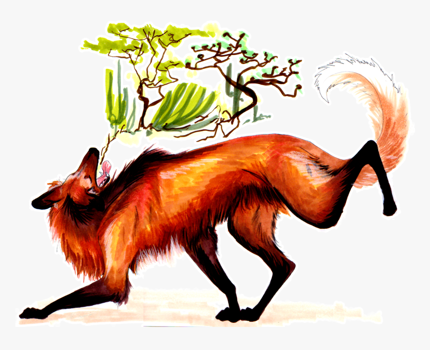 The Maned Wolf Is A Canid From South America That Lives, HD Png Download