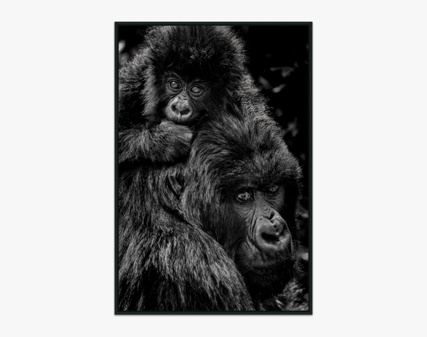 Gorillas 3, HD Png Download