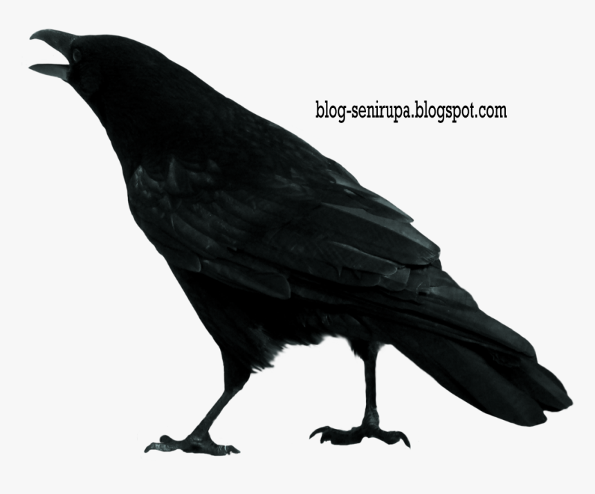 Crow Clip Art, HD Png Download