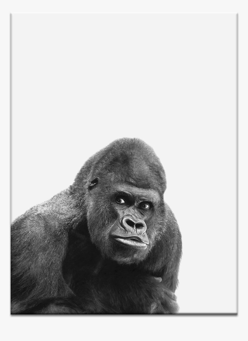 Gorilla Png, Transparent Png
