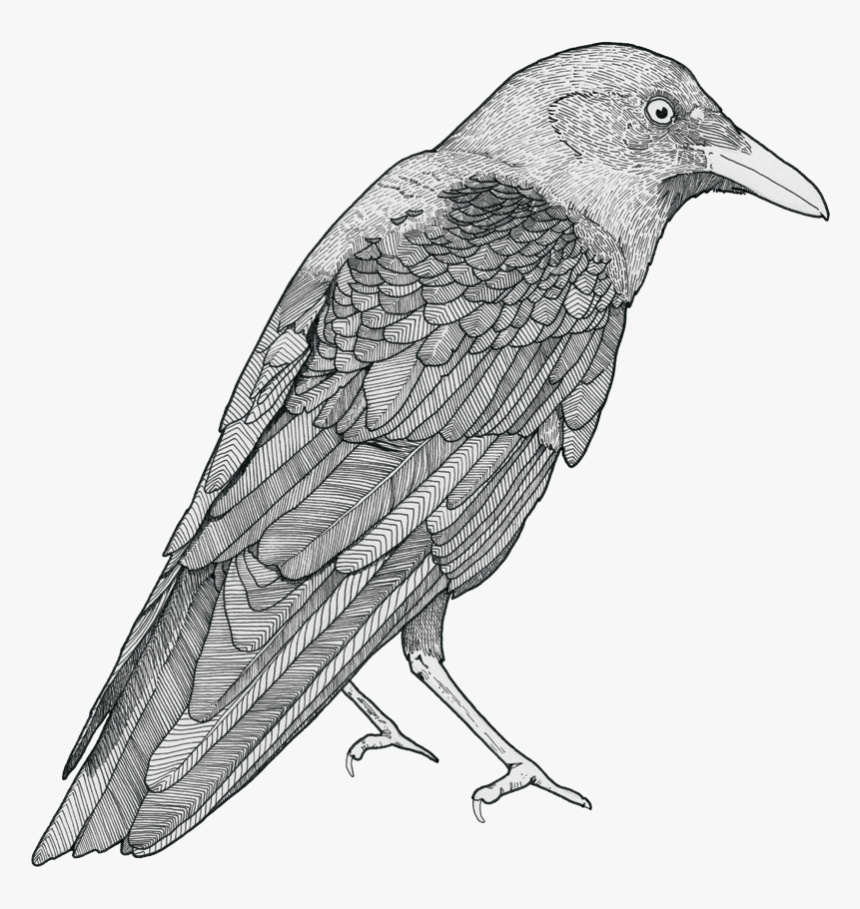 Crow Drawing Png, Picture, Transparent Png