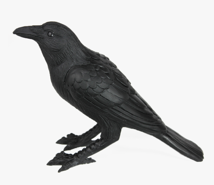 Crow Png Photo Background, Transparent Png