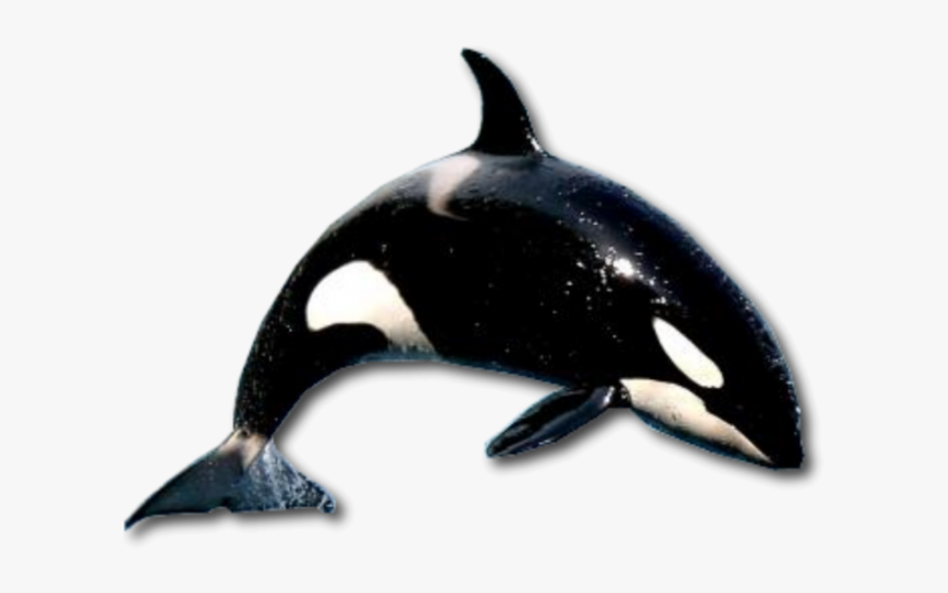 Whale Png, Transparent Png