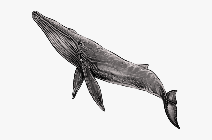 Whale Png, Transparent Png