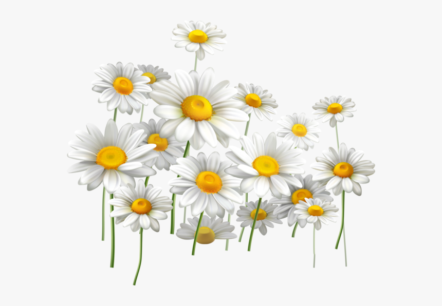 Fleurs Flores Flowers Bloemen, HD Png Download