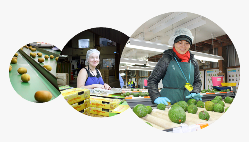Avocado , Png Download, Transparent Png