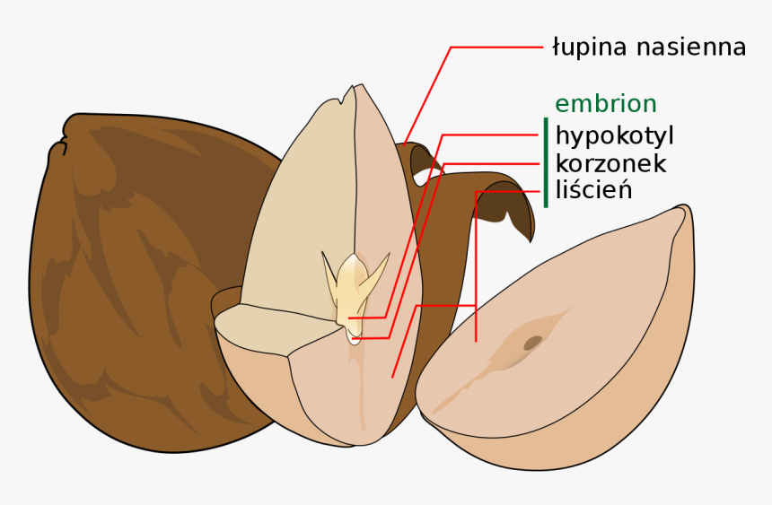 Avocado Png, Transparent Png