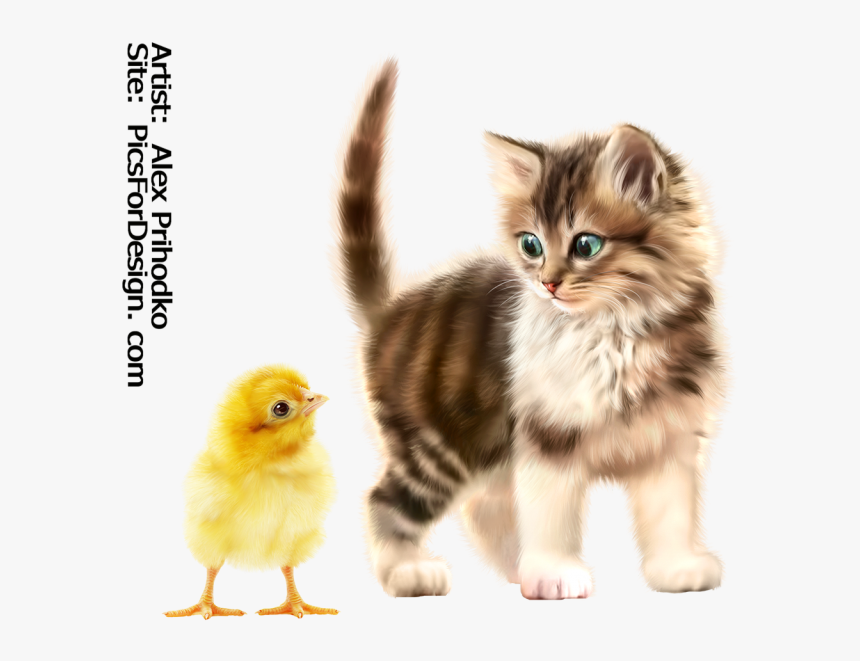 Kitten , Png Download, Transparent Png