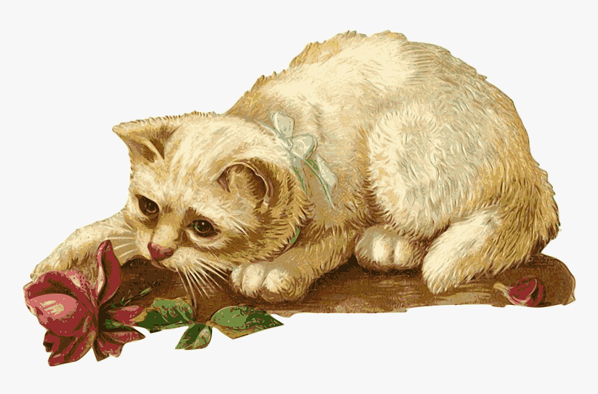 Kitten Png, Transparent Png