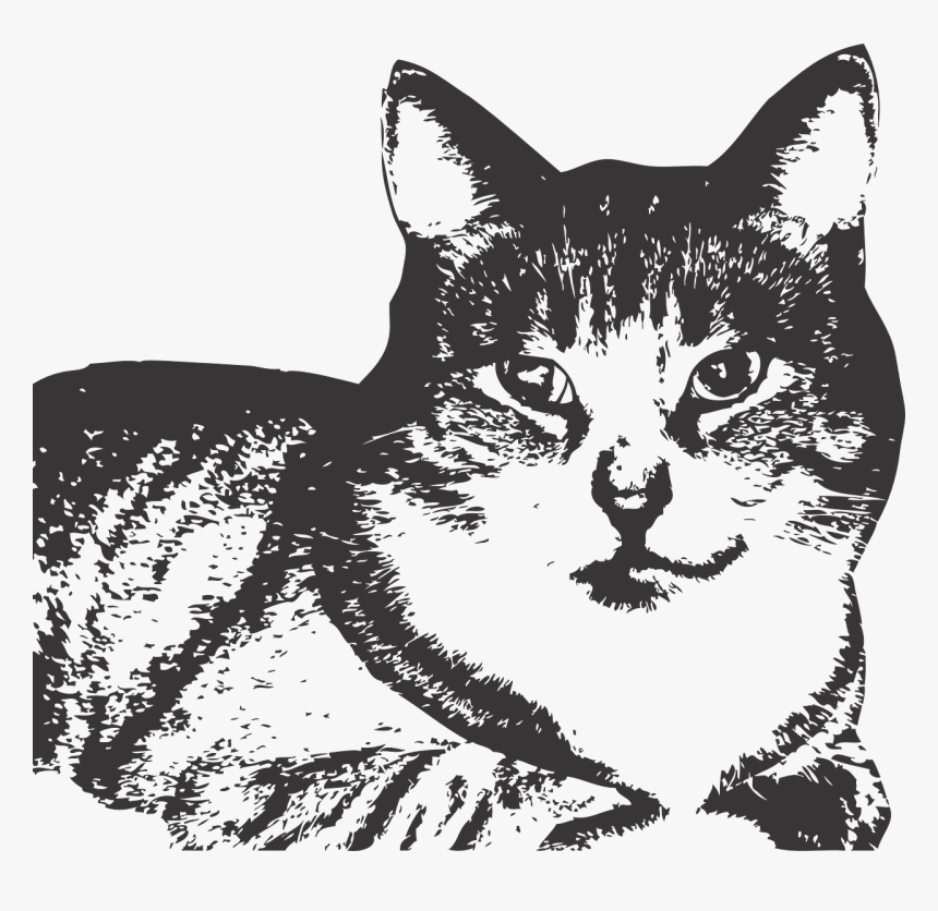 Kitten Png, Transparent Png