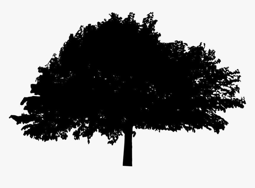 Transparent Pine Tree Silhouette Png, Png Download