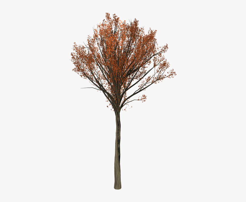 Oak Tree Png, Transparent Png