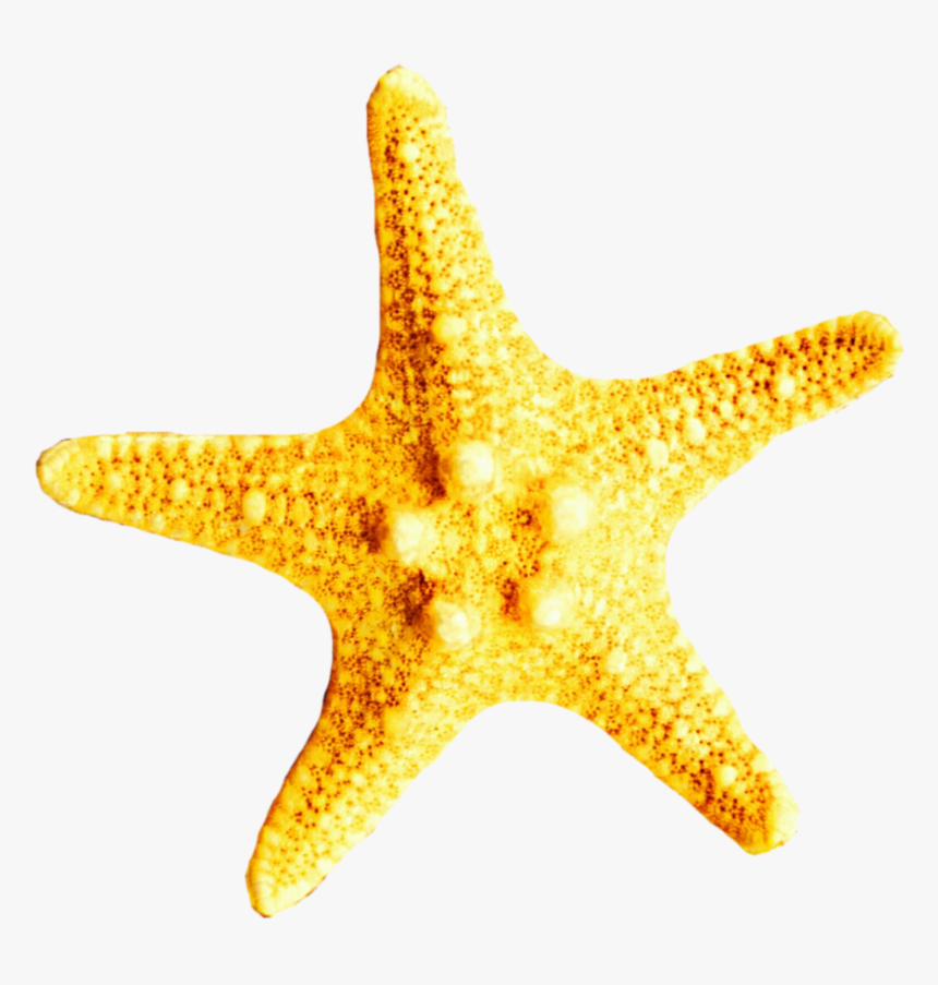 Starfish Clipart Yellow, Starfish Yellow Transparent, HD Png Download