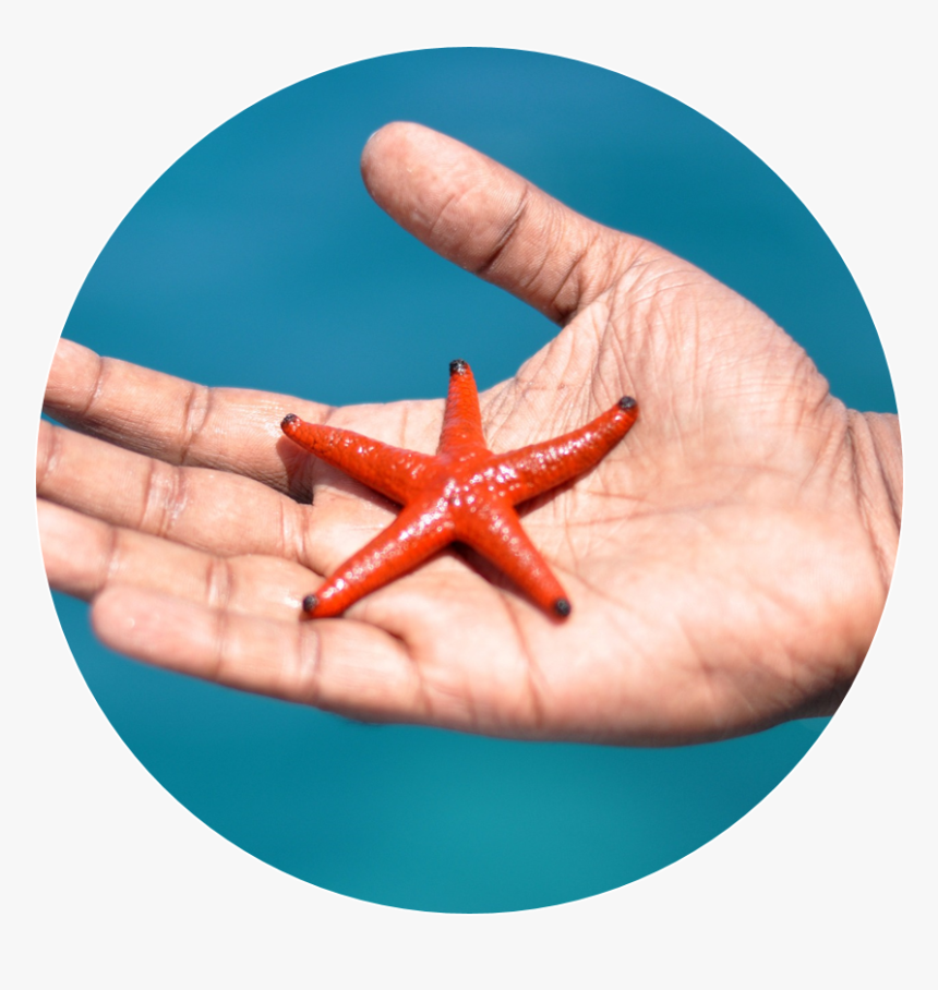 Starfish, HD Png Download