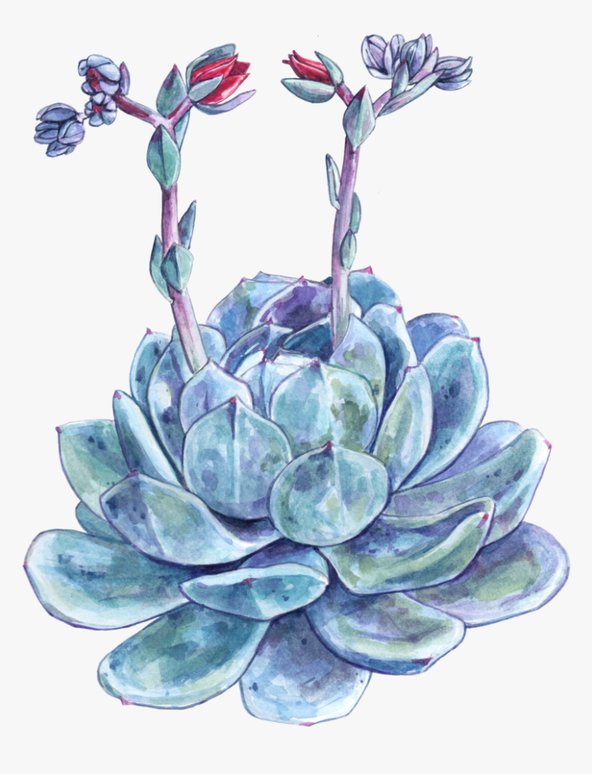 Succulent , Png Download, Transparent Png