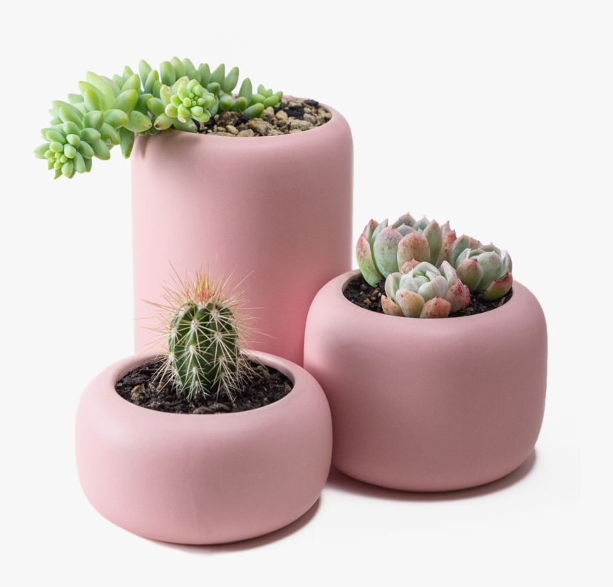 Succulent Png, Transparent Png