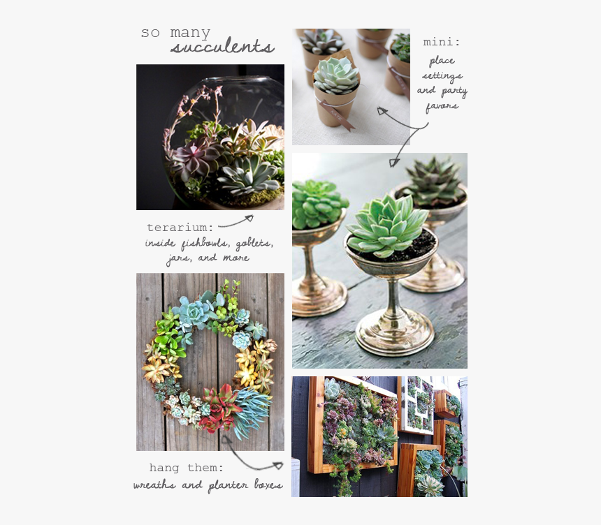Succulents, HD Png Download