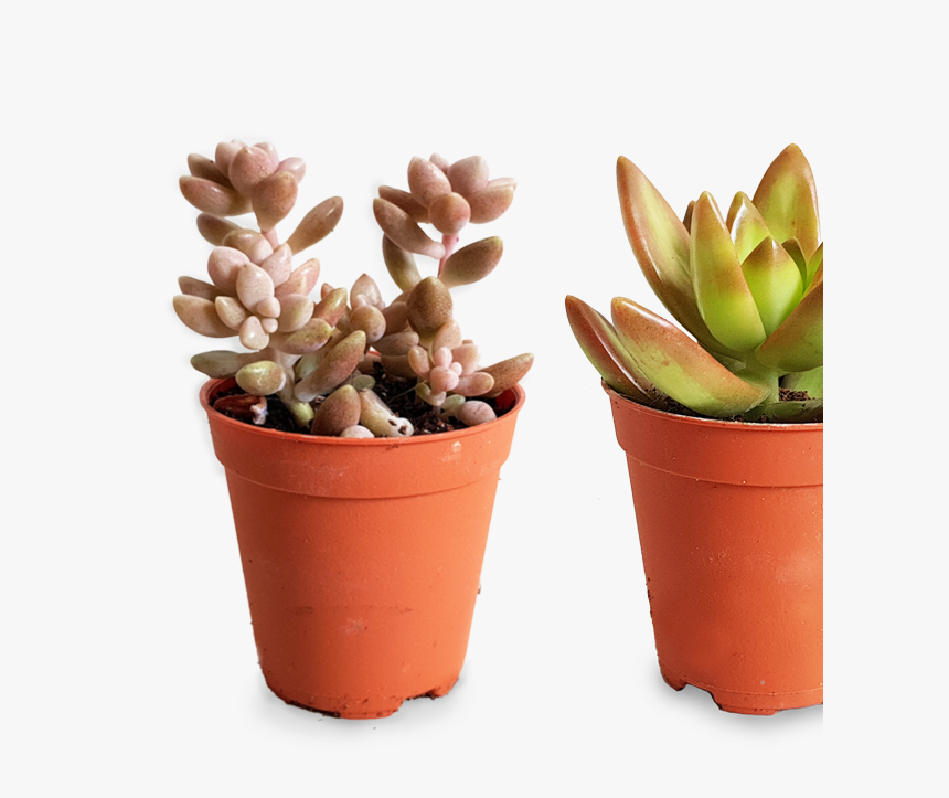 Succulent Png, Transparent Png