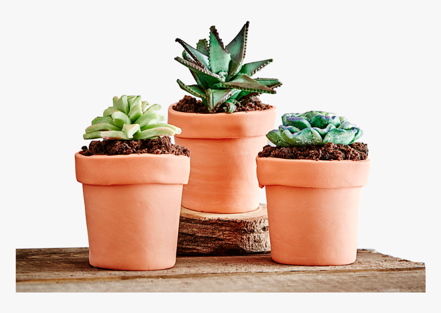 Hero-succulents Terracota, HD Png Download