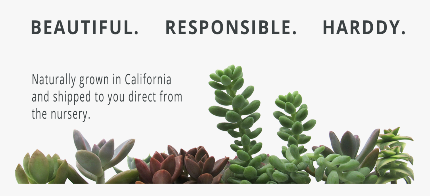 Succulent Png, Transparent Png
