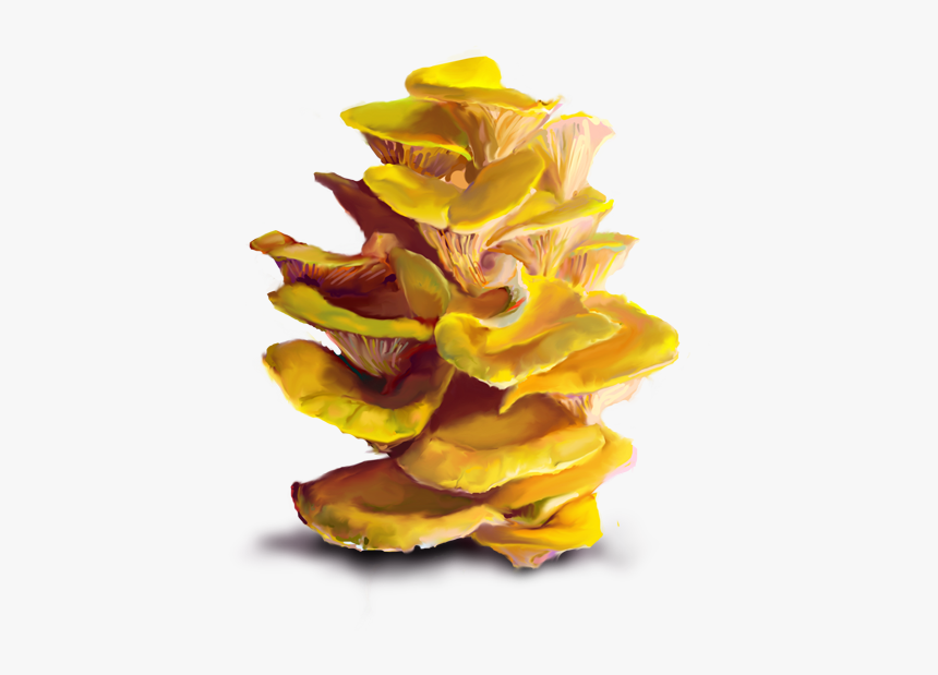 Mushroom Png, Transparent Png