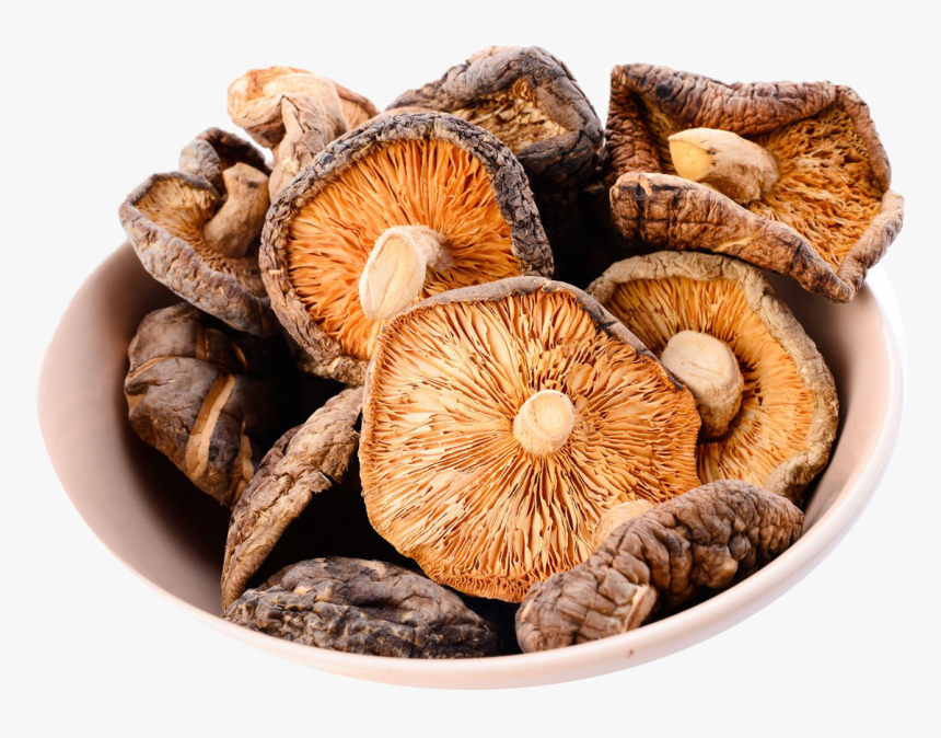 Mushroom Png Image Download, Transparent Png